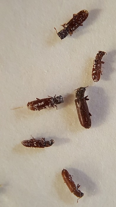 Insectes xylophages : lyctus et vrillettes
